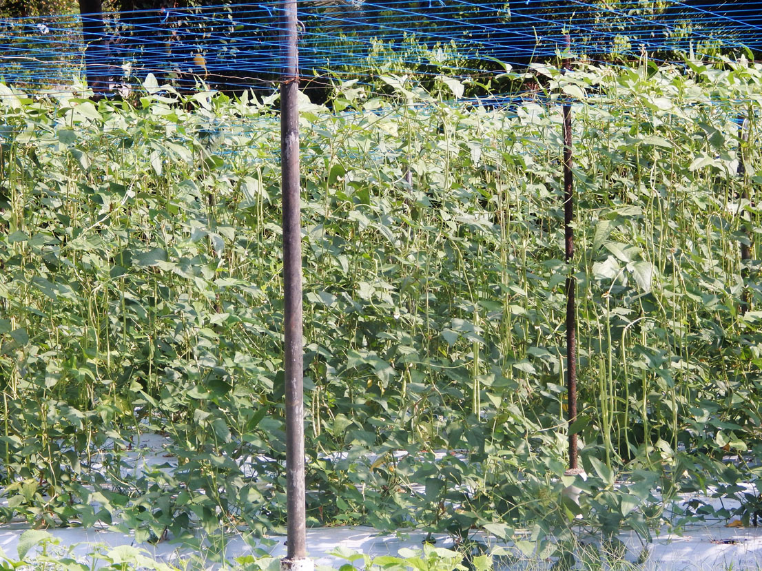 Geethika – Yard Long Bean cultivation 